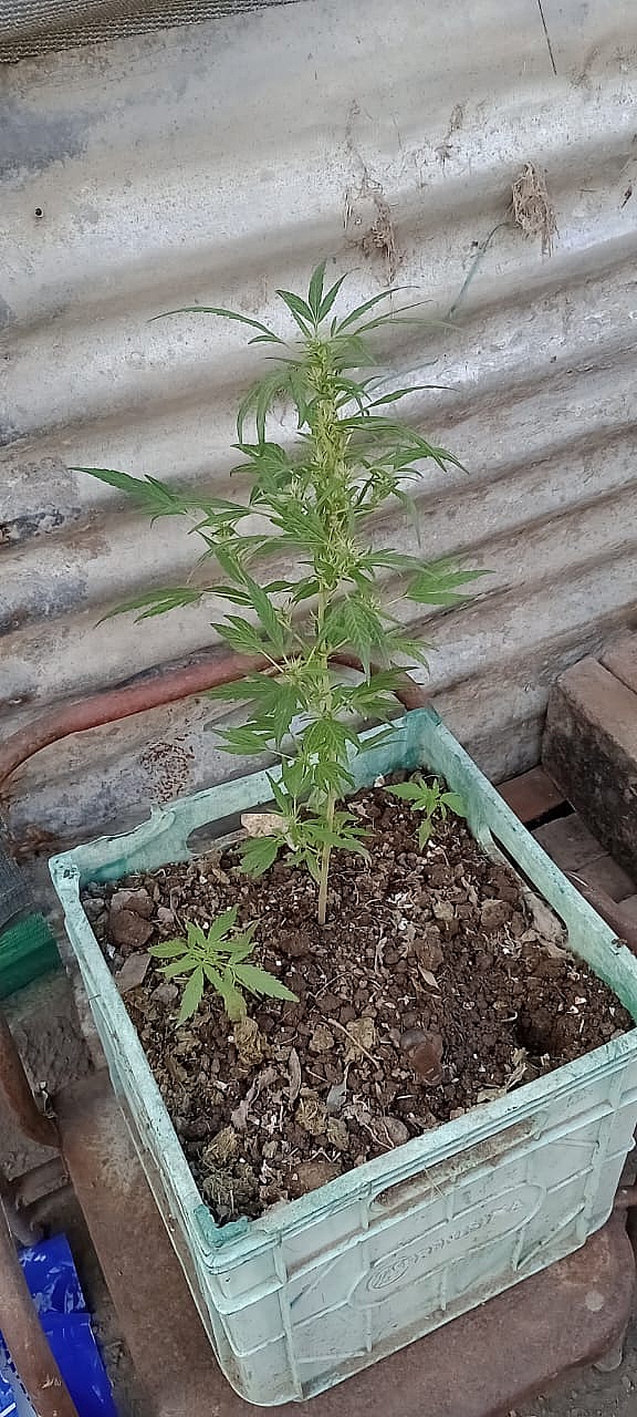 MDN