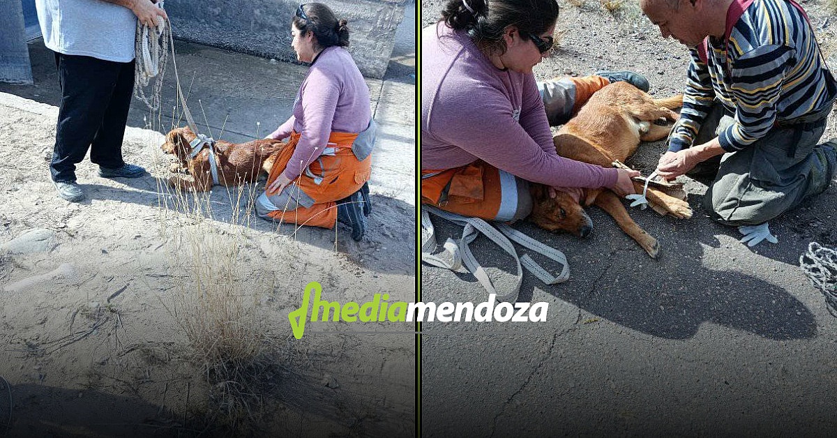 MDN